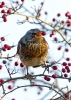 Fieldfare_7897.jpg