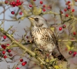 Fieldfare_8478.jpg