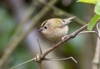 Goldcrest_5D_12940.jpg