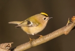 Goldcrest_5D_353560.jpg