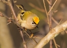 Goldcrest_5D_35364.jpg