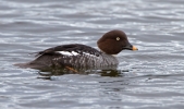 Goldeneye-Female_13036.jpg