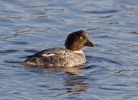 Goldeneye-Female_72566.jpg