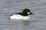 Goldeneye-Male_13019.jpg