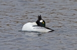 Goldeneye-Male_13102.jpg