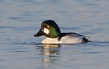 Goldeneye_73792.jpg