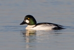 Goldeneye_73832.jpg