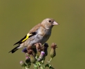 Goldfinch-Juv_46760.jpg