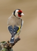 Goldfinch_31066.jpg