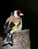 Goldfinch_47586.jpg