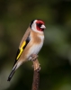 Goldfinch_5D_07993.jpg