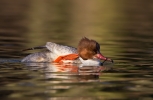 Goosander-Female_5D_02096.jpg