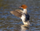 Goosander-Female_7545.jpg