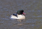 Goosander-Male_6928.jpg