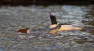 Goosanders_7232.jpg