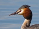 Great-Crested-Grebe_21720a.jpg