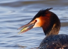 Great-Crested-Grebe_27171a.jpg