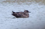 Great-Skua_29281.jpg