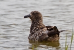 Great-Skua_31524.jpg