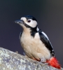 Great-Spotted-Woodpecker_22.jpg