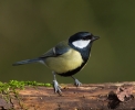 Great-Tit_5D_01823.jpg