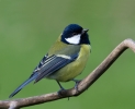 Great-Tit_63650.jpg