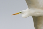 Great-White-Egret_15482.jpg