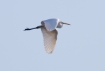 Great-White-Egret_6591.jpg