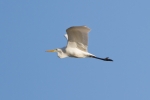 Great-White-Egret_6597.jpg