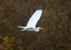 Great-White-Egret_6725.jpg