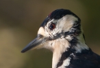 Great-spotted-Woodpecker_63783.jpg