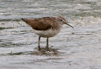 Green-Sandpiper_43984.jpg