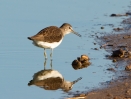 Green-Sandpiper_45461.jpg