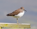 Green-Sandpiper_5D_23737.jpg