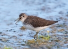 Green-Sandpiper_5D_23991.jpg