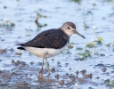 Green-Sandpiper_5D_24189.jpg