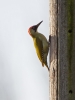 Green-Woodpecker_14964.jpg