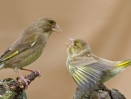 Greenfinches_31048.jpg