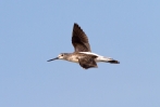 Greenshank-In-Flight_0835.jpg