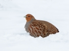 Grey-Partridge_5D_00364.jpg