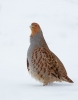 Grey-Partridge_5D_00417.jpg