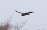 Hen-Harrier-8h.jpg