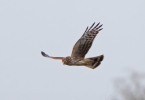 Hen-Harrier-Female-In-Fligh.jpg