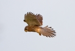 Kestrel-Female-In-Flight_89.jpg