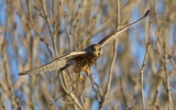 Kestrel-Female_8101.jpg