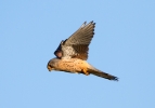 Kestrel-Male-In-Flight_8768.jpg