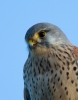 Kestrel-Male_8281.jpg