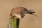 Kestrel_13639.jpg