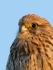 Kestrel_17386a.jpg