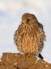 Kestrel_18273.jpg